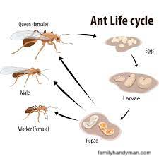 Londraville ant2.png